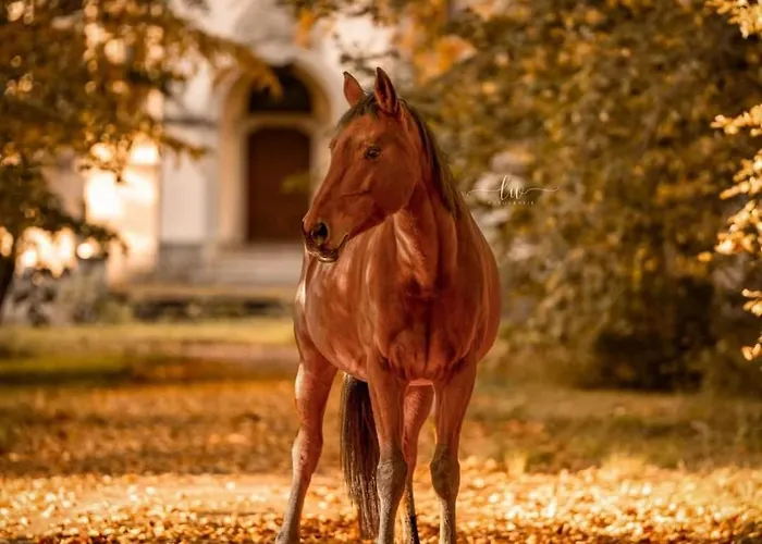 Schlosshotel Hohenbocka